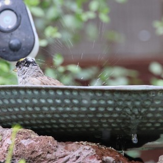 Golden-Crowned Sparrow Bathing in Garden Bird Bath