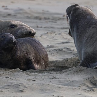 Elephant Seal Family Resting on Sandy Beach