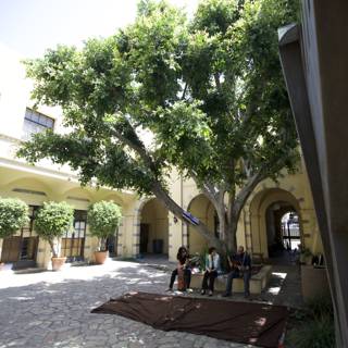 Majestic Tree in a Villa Patio