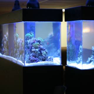 Double the Fun with Two Aquariums