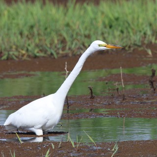 Great Egret Hunting in Shallow Wetland Waters
