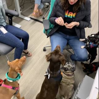 Woman and her furry friends on a Swivel Chair