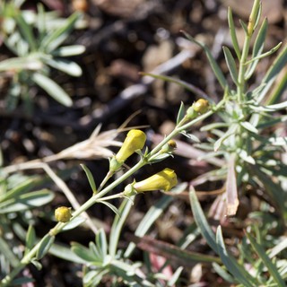 Yellow Wildflower Buds Emerging on Arid Hillside