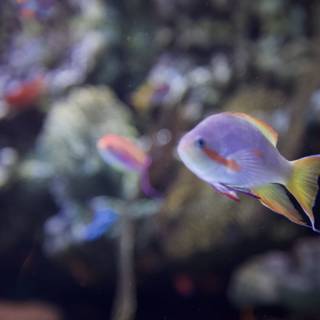 The Colorful Angelfish in the Aquarium