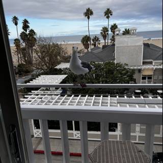 Seagull on a Santa Monica Balcony