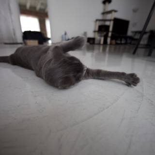 Cozy Cat on Hardwood Floor