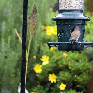 Bird Feeding in the Rain at Garden Feeder