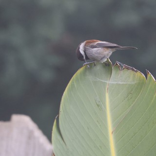 Chestnut-Backed Chickadee Foraging on Banana Leaf