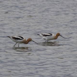 Gentle Waders of San Pablo Bay