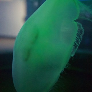 Green Glowing Budgie Portrait in Soft Light