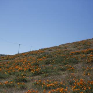 Orange Bloom on a Grassland Hill