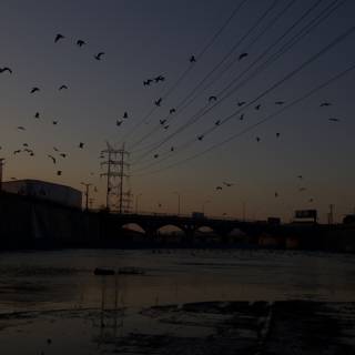 Dusk Birds over LA River