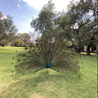 Majestic Peacock Amidst Nature