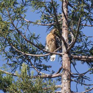 Perched Majesty