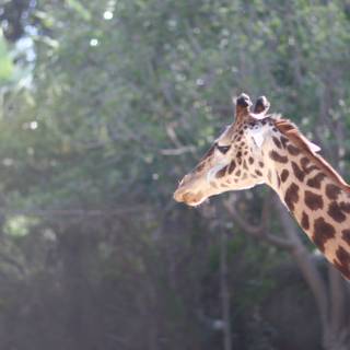 Towering Giraffe