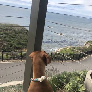 Canine Views
