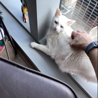 Feline on Windowsill