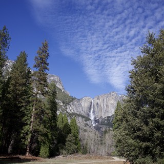 Yosemite Falls Framed by Evergreens in Winter