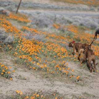 Man Walking His Dogs Amongst Orange Flowers
