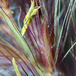 Crimson and Gold: Macro Grass Awns Up Close