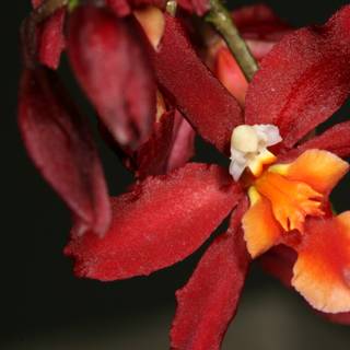 Radiant Red and Orange Orchid