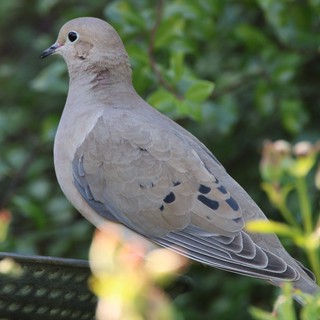 Mourning Dove Perched on Garden Wire