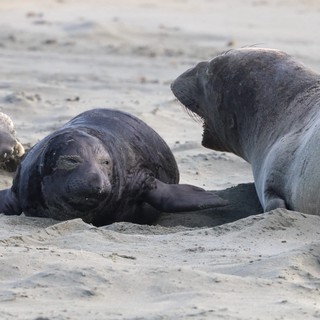 Elephant Seal Pups Resting on Drakes Beach
