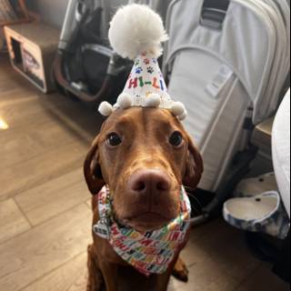 Birthday Pup
