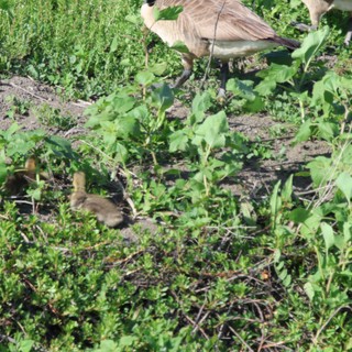 Canada Goose Family Foraging in Wetland Vegetation