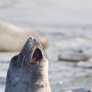 Elephant Seal Pup Calling Out at Drakes Beach