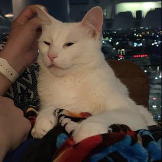 White Cat Takes a Nap on a Human's Lap