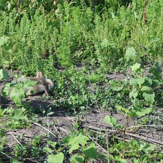 wetlands garden or agricultural demonstration area