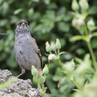 Gray Bird Perched on Lichen-Covered Stone in Garden