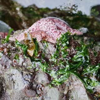 Pink Sea Star Resting Among Intertidal Seaweed