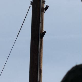 Birds on a Line