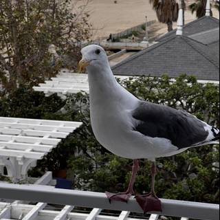 Rooftop Seagull