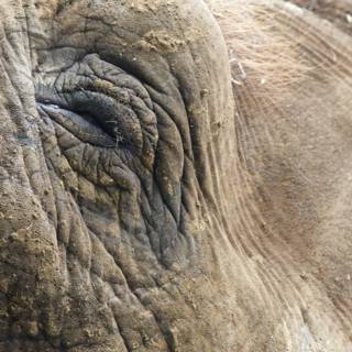 Gentle Gaze: Close-Up of an Elephant at Honolulu Zoo