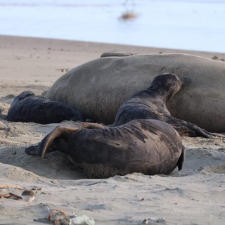 Northern Elephant Seal Mother and Newborn Pup at Rest