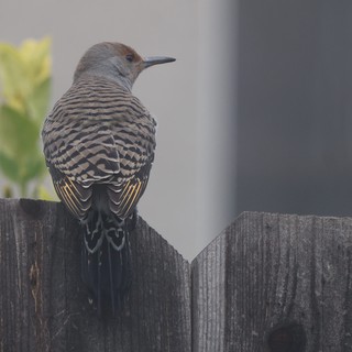Northern Flicker Perched on Weathered Wooden Fence