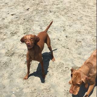 Two Dogs Enjoying a Day at the Beach