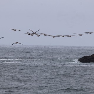 Pelican Squadron Soaring Over Pacific Coastal Waters