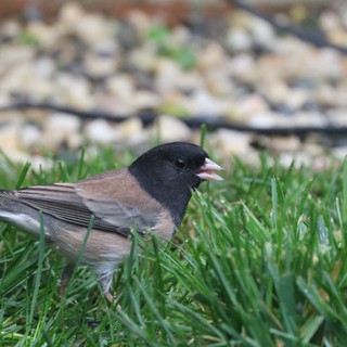 Dark-eyed Junco Foraging in Backyard Grass