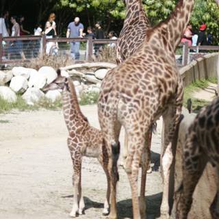 Majestic Giraffes at the Zoo