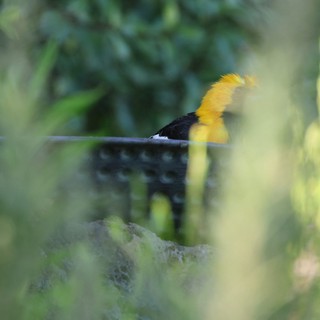 Hooded Oriole Bathing Through Garden Foliage