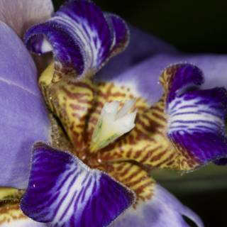 Striped Purple Iris in Full Bloom