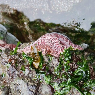 Pink Starfish Resting on Seaweed-Covered Tidal Rocks