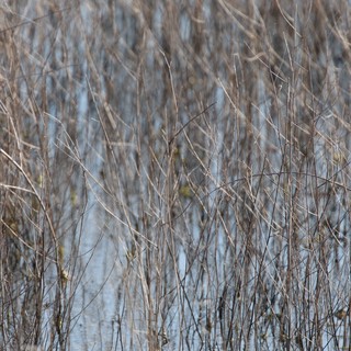 Winter Reeds and Wetland Reflections at Dusk