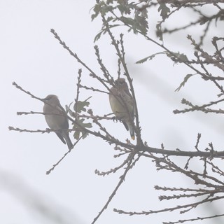 Two Birds Perched on Snowy Winter Branches