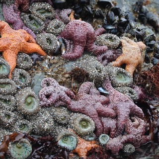 Vibrant Tide Pool Community at Schoolhouse Beach