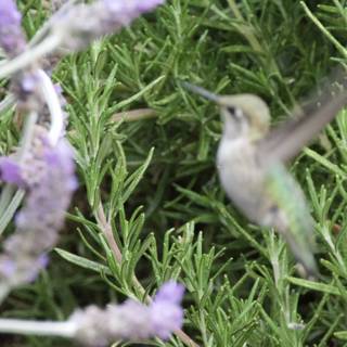 A Dance Amidst Herbs and Blossoms